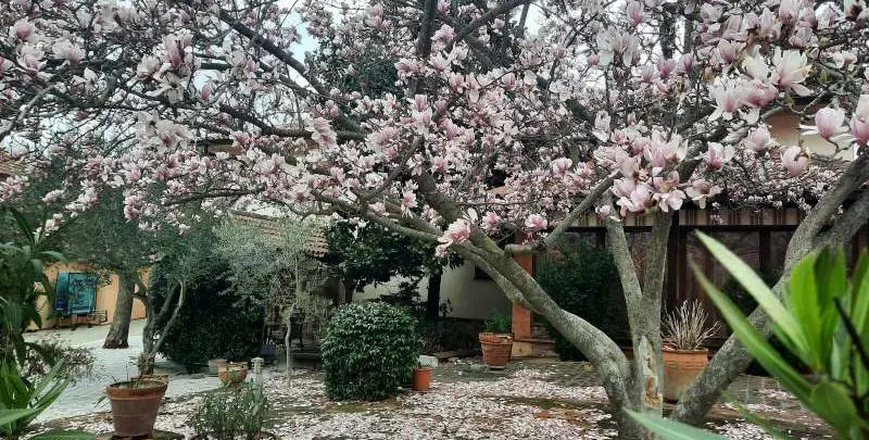 LIVE DA MEDJUGORJE